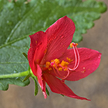Hibiscus praeteritus